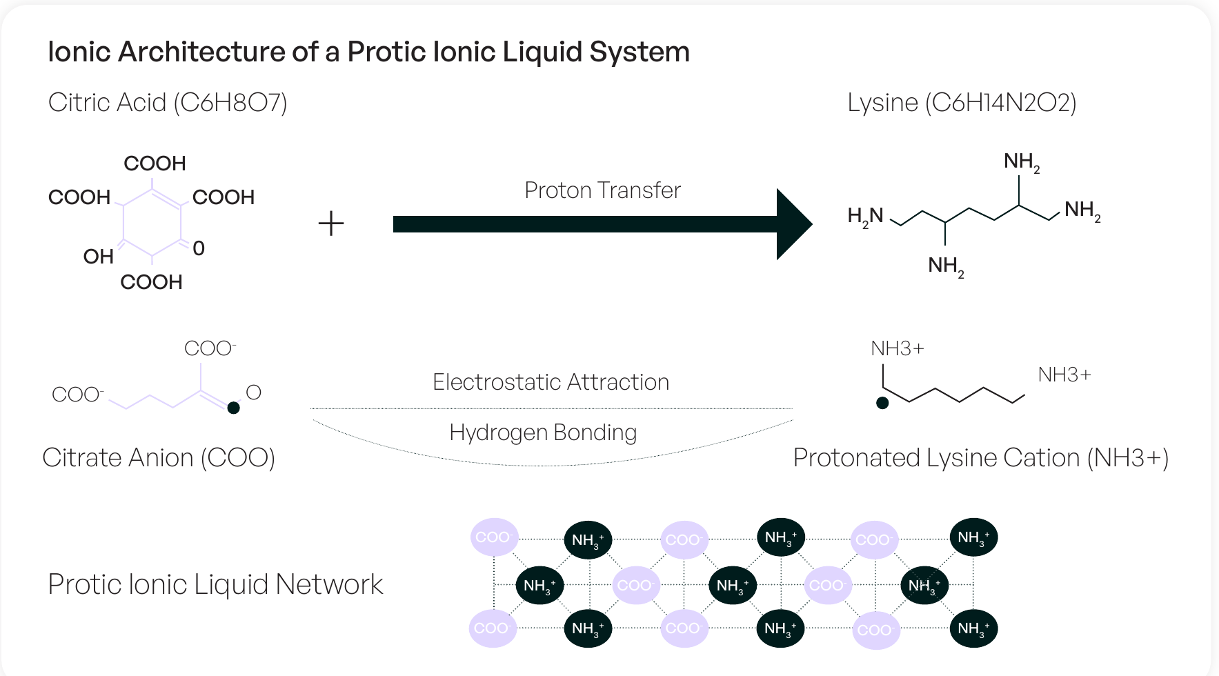 Diagram: citric acid and lysine undergo proton transfer to form a citrate anion and protonated lysine cation, held in a hydrogen-bonded protic ionic liquid network.